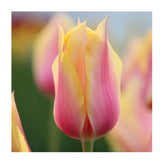 Hectarul - Ladita 400 bulbi de lalea SINGLE LATE TULIPA Blushing Lady